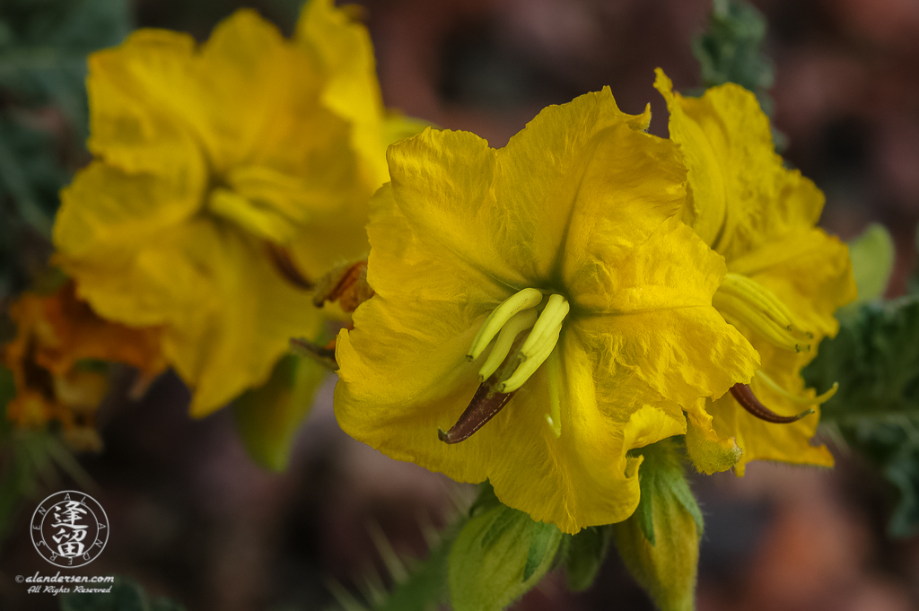 Closeup of Buffalo Bur (Solanum rostratum).