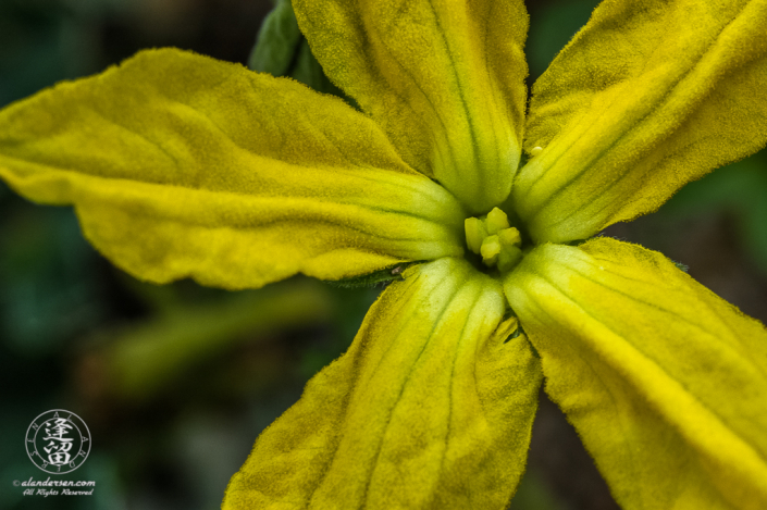 Blooming yellow flower of Melon Loco (Apodanthera undulata) vine.