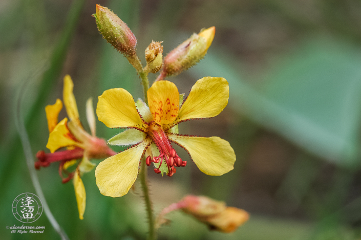 Indian Rushpea (Hoffmannseggia glauca) wildflower macro closeup image.