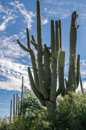 Cover image for Al Andersen Photogaphy's Cactus & Succulent Gallery.