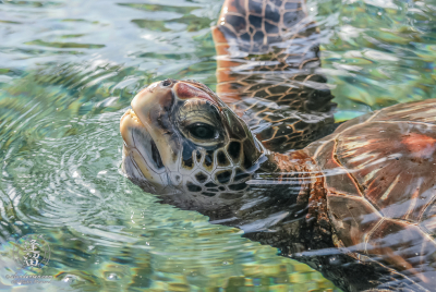 Green Sea Turtle (Chelonia mydas) pokes ihead out of water for breath of air.