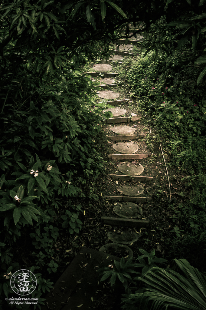 Sunlit stepping stones provide a dry path through a dark tropical forest.