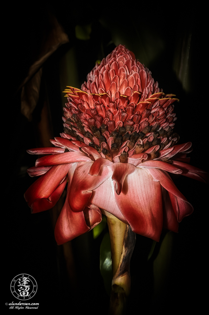 Torch Ginger (Etlingera elatior) flower head brightly lit against tropical background.