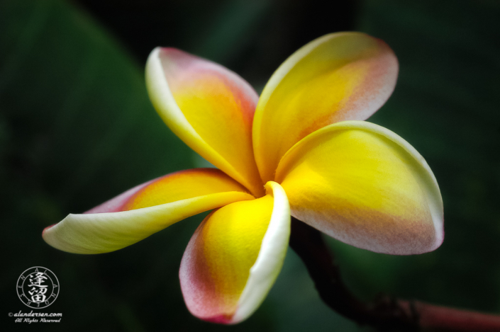 Yellow plumeria flower set against dark green tropical background.