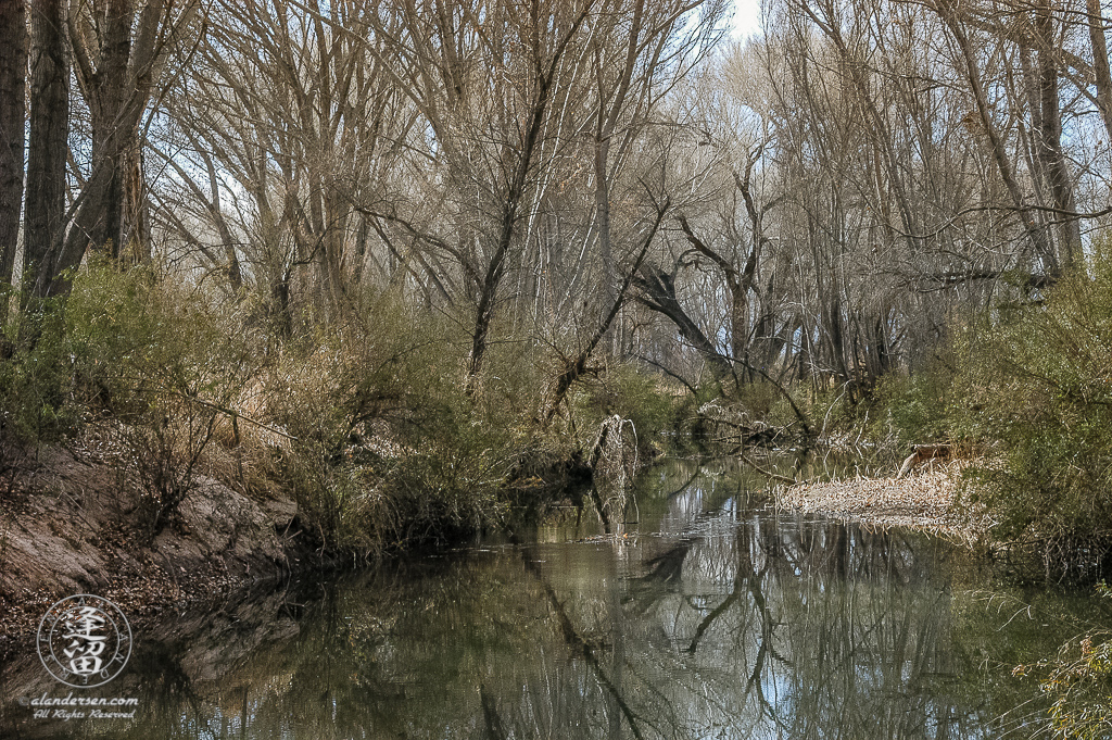 Spooky-looking dead Cottonwood tree on one of the turns on the San Pedro River.