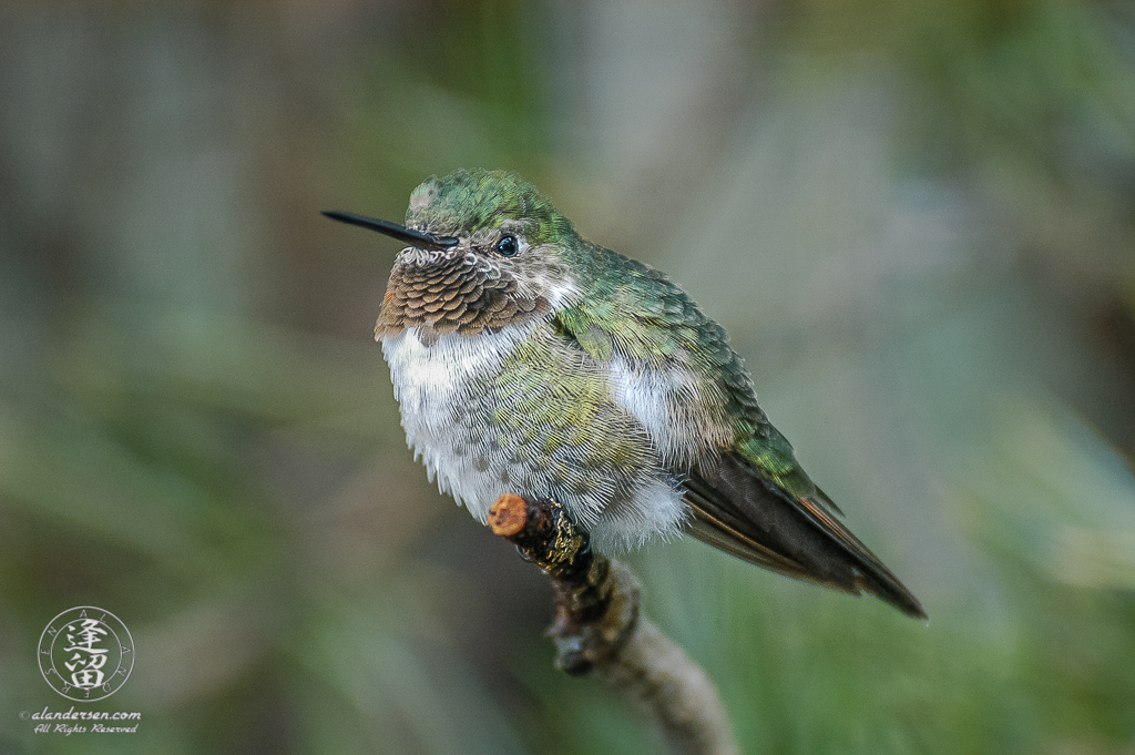 Broad-tailed Hummingbird (Selasphorus platycercus) perched on a branch.