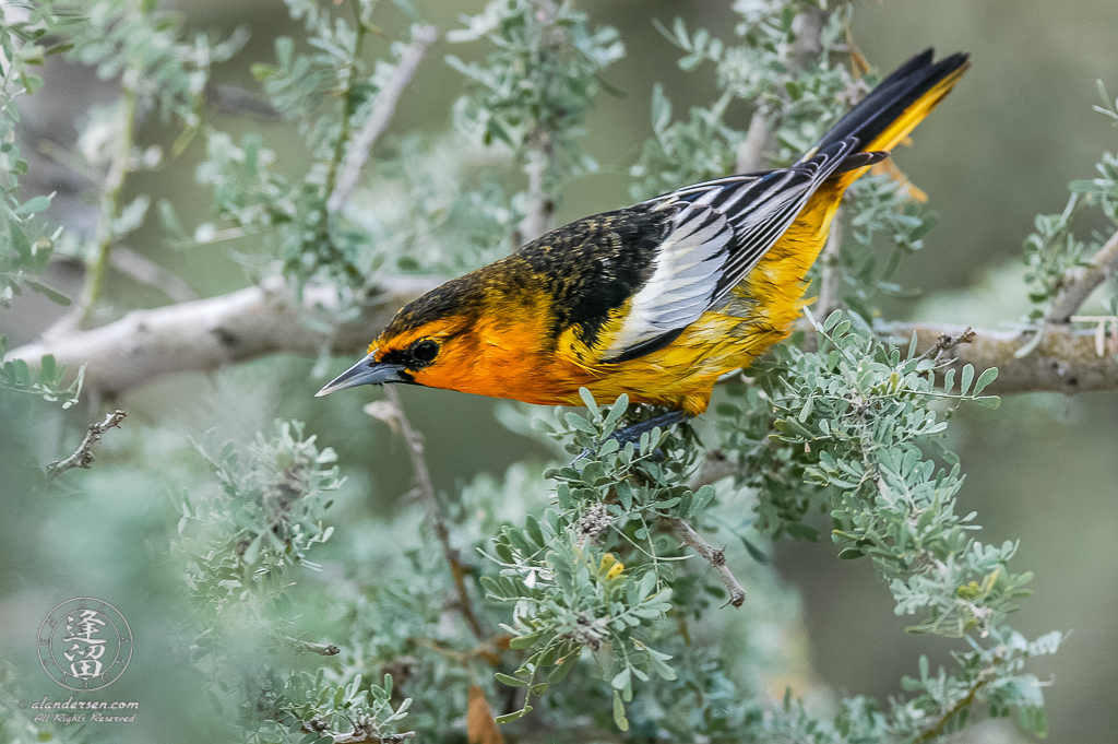 Male Bullock's Oriole (Icterus bullockii) posturing to protect its territory.