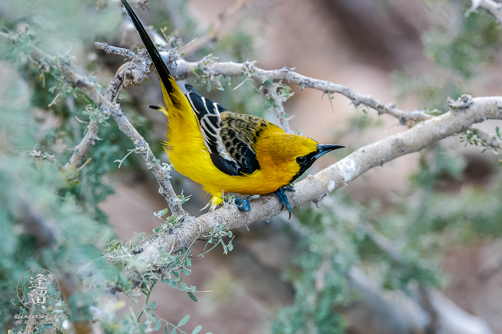 Male Hooded Oriole (Icterus cucullatus) posturing to protect its territory.