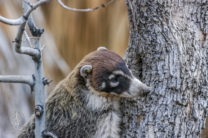 A White-nosed Coati (Nasua narica) preparing to climb tree.