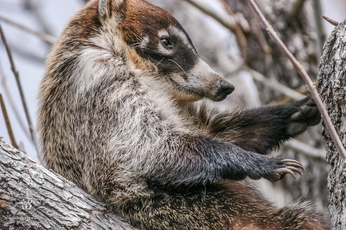 A White-nosed Coati (Nasua narica) prepareing for tree nap.