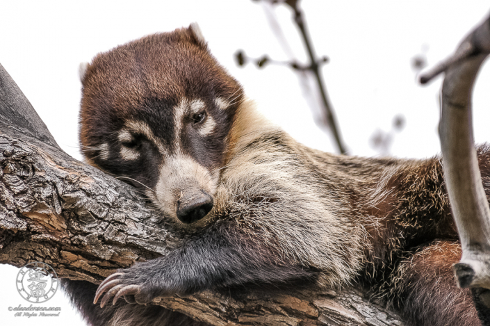 A White-nosed Coati (Nasua narica) using tree limb as pillow.