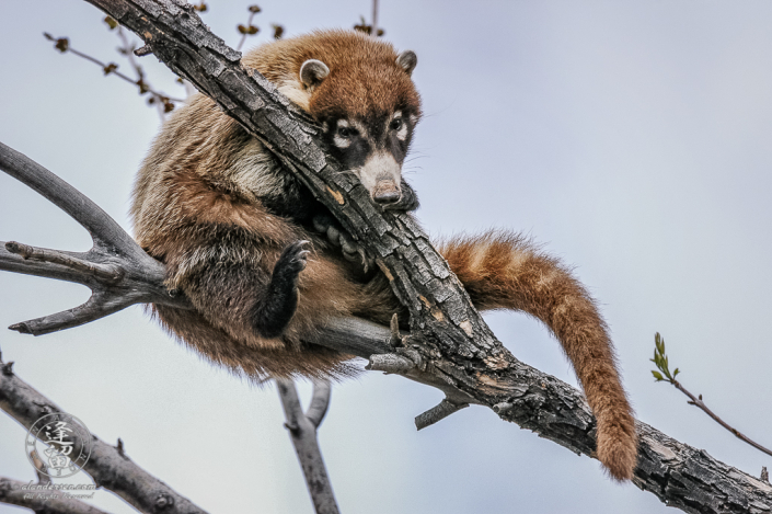 White-nosed Coati (Nasua narica) curled up in a tree.