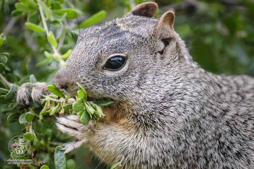 Gray Rock Squirrel (Spermophilius variegatus) munching on berries.