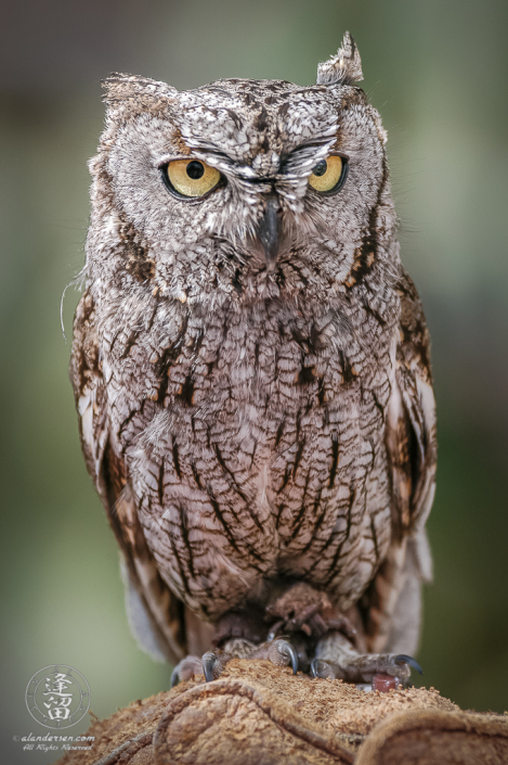 Whiskered Screech Owl (Megascops trichopsis) posing gloved hand.