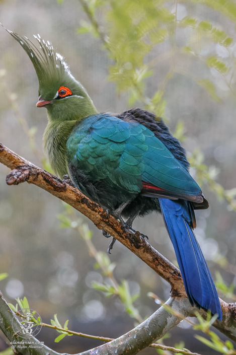 Livingstone's Turaco (Tauraco livingstonii) perch on a branch.