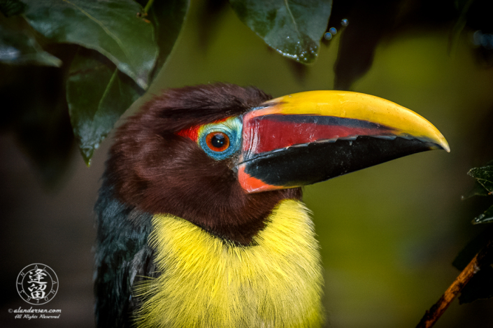 Green Aracari (Pteroglossus viridis), the smallest toucan, at the Reid Park Zoo in Tucson, Arizona.