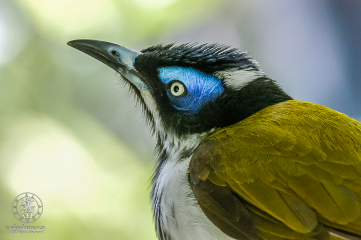 Blue-faced Honeyeater (Entomyzon cyanotis) portrait.