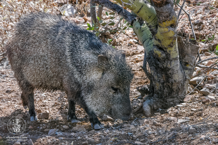 Collared Peccary (Pecari tajacu rooting under Palo Verde tree.