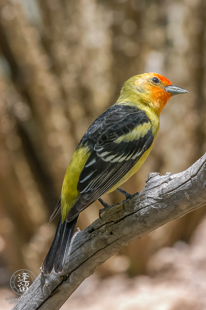 Male Western Tanager (Piranga ludoviciana) perched on tree limb.