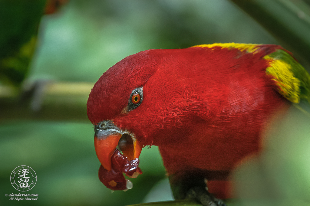 Yellow-backed Lorikeet (Lorius garrulus) eating grape.