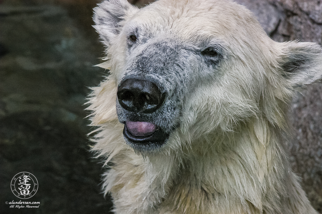 Kobe the Polar Bear (Ursus maritimus) smiling.