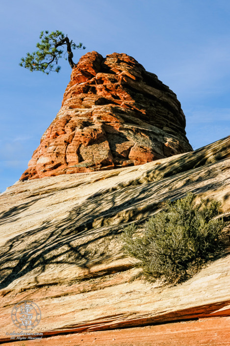 Stunted Ponderosa Pine growing out of red sandstone.