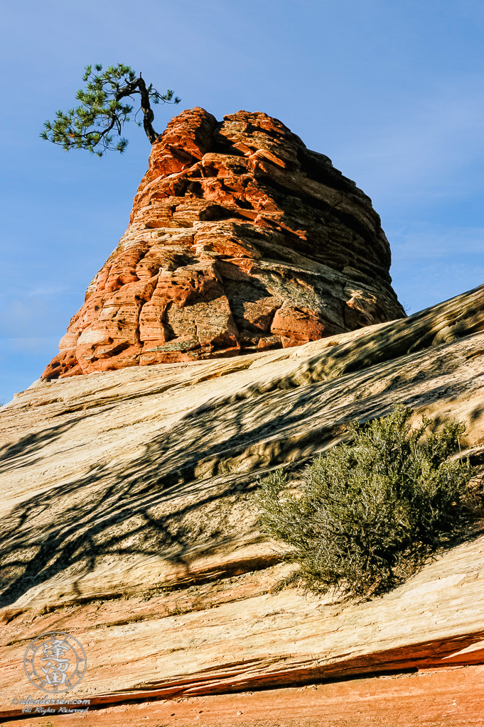 Stunted Ponderosa Pine growing out of red sandstone.