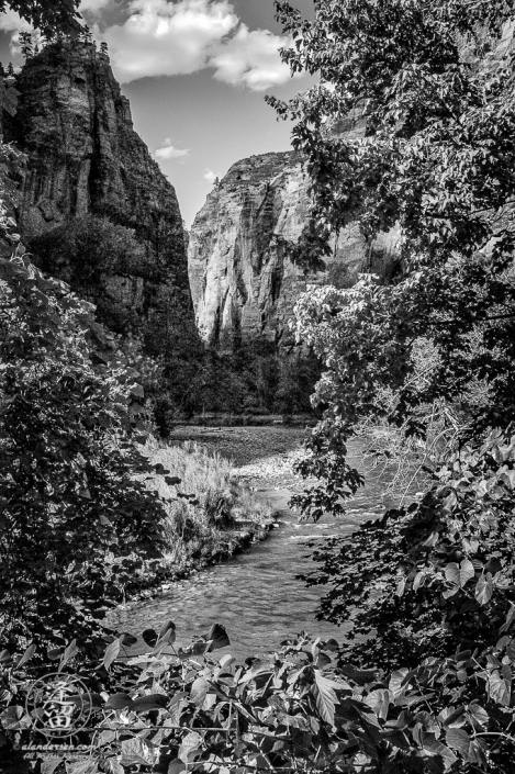 Virgin River framed by leaves as it flows beneath sandstone cliffs.