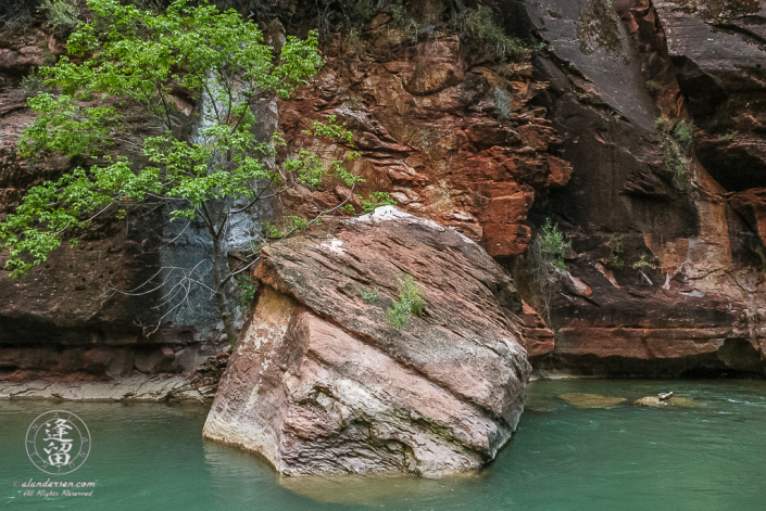 Rock and tree on Virgin River near the Narrows in Zion National Park.