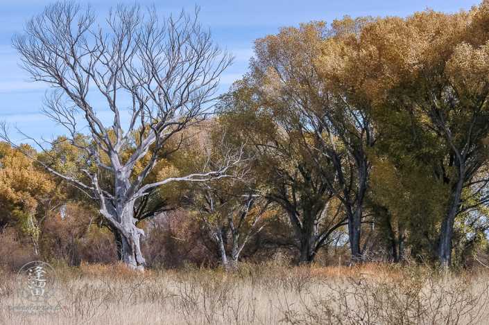 Satiny grey dead Cottonwood tree.