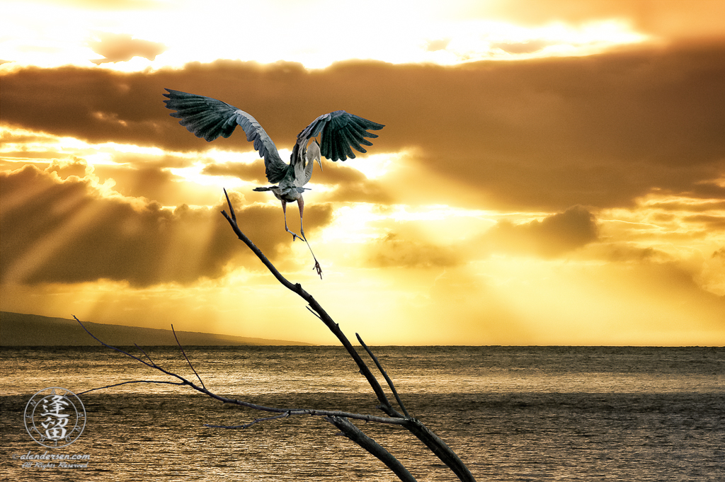 Great Blue Heron (Ardea herodias) landing on branch during Hawaiian ocean sunset.