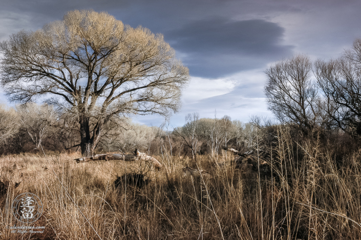 Dark clouds congregate over grasslands and Cottonwoods trees on a Winter day.