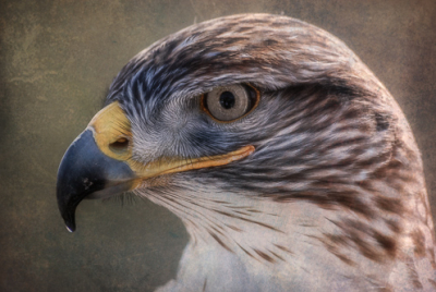 Cover image for Al Andersen Photography's Bird Gallery.