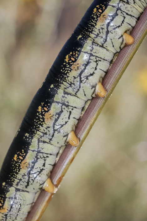 Closeup of White-lined Sphinx moth (Hyles lineata) body.