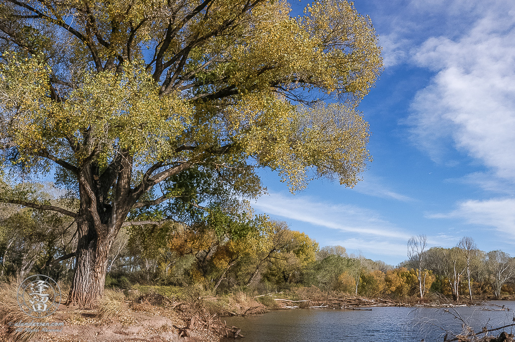 Yellow Autumn leaves of Cottonwood tree (Populus fremontii) against a deep blue sky.