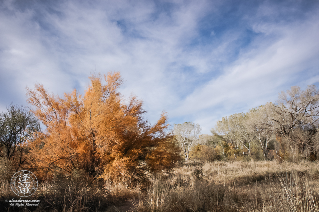 Tamarisk tree turning orange in Autumn.