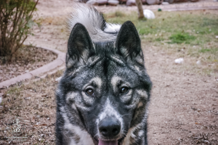 Hachi and my first meeting in suburban Phoenix, Arizona.