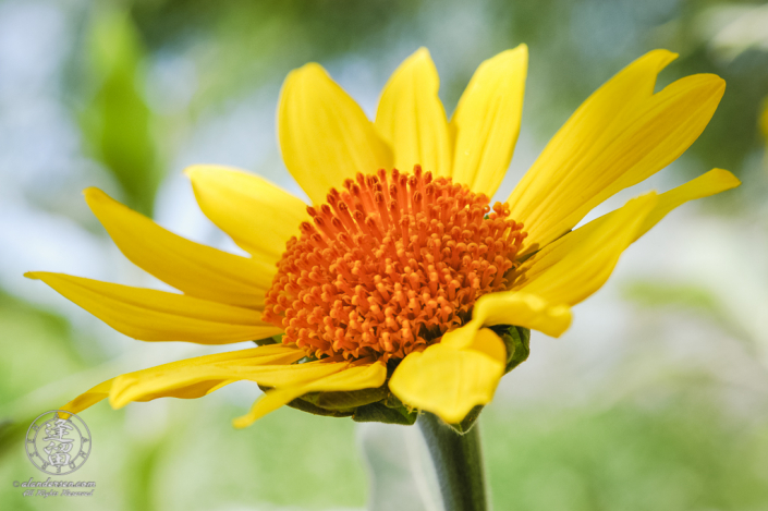 Yellow sunflower with an orange center.