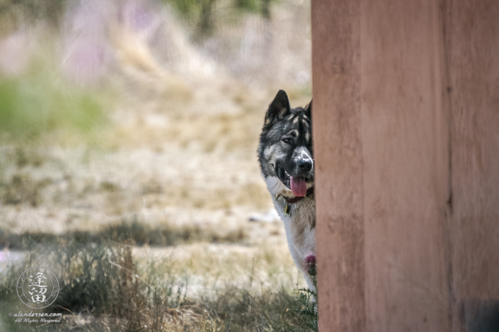 Hachi playing hide-and-seek after telling him to come.