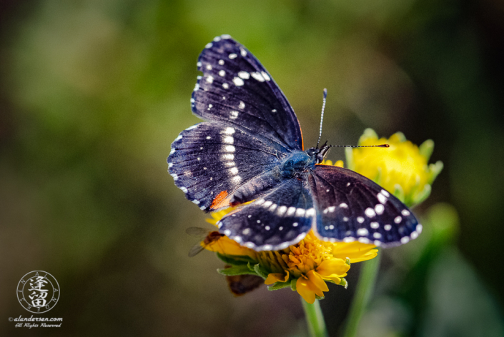 Closeup of Bordered Patch Butterfly sitting on wildflower with spread wings.