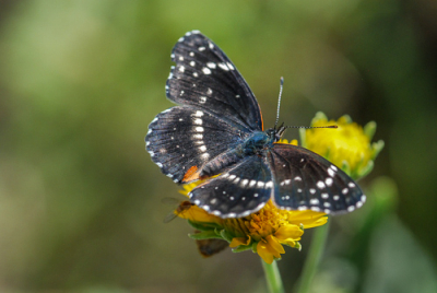 Cover image for Al Andersen Photography's Invertebrate Gallery.