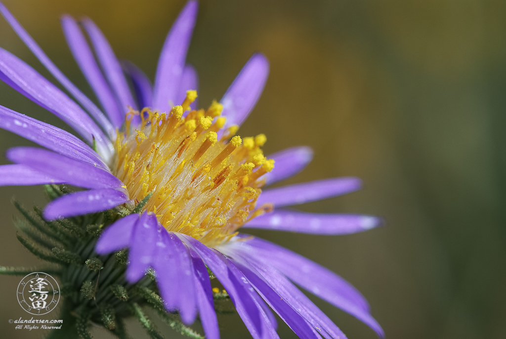 closeup of Purple Aster (Dieteria canescens) in bright morning sunlight.