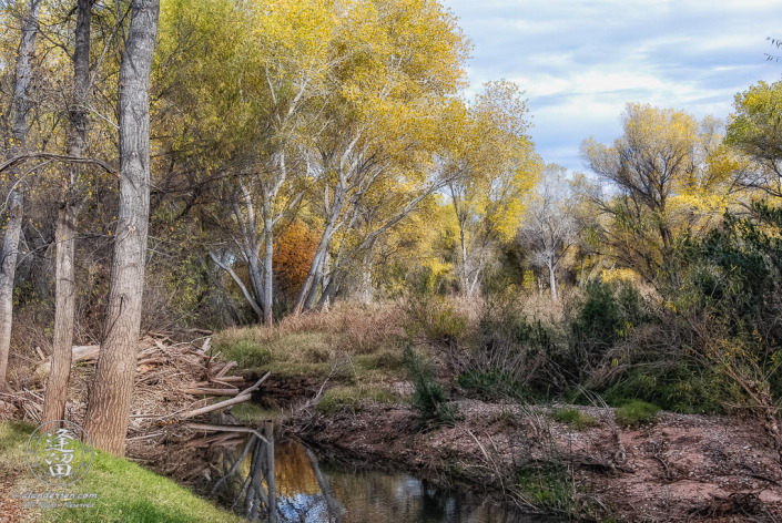 Tall Cottonwood trees adorned with bright yellow Autumnal leaves.