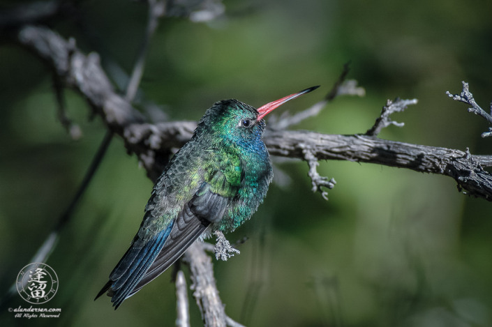 Broad-billed Hummingbird (Cynanthus latirostris) perched on sunlit branch.