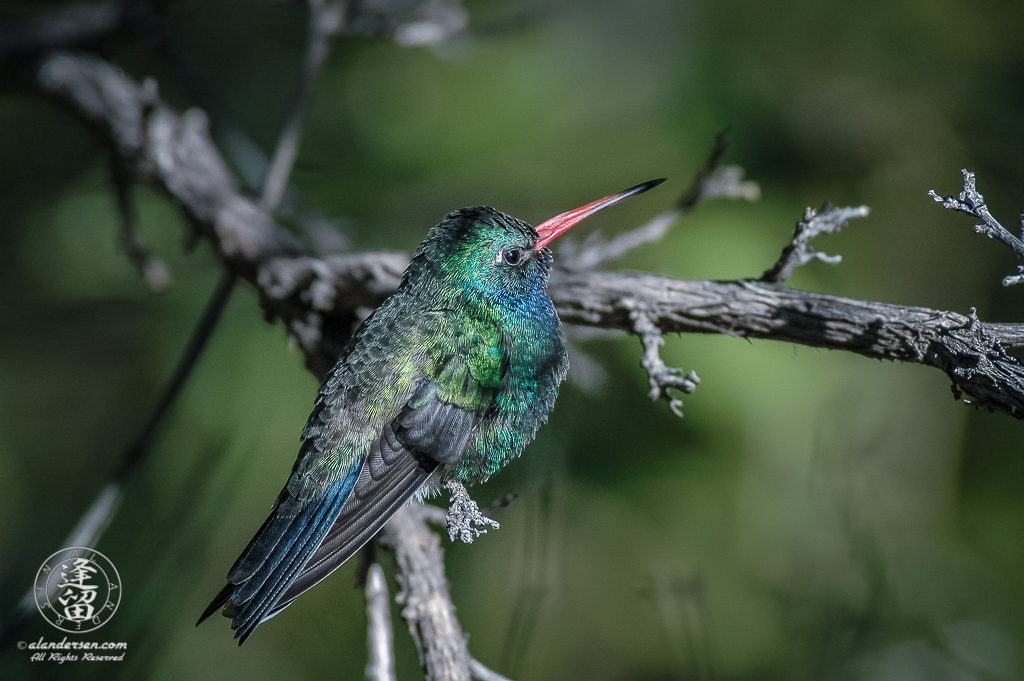 Broad-billed Hummingbird (Cynanthus latirostris) perched on sunlit branch.