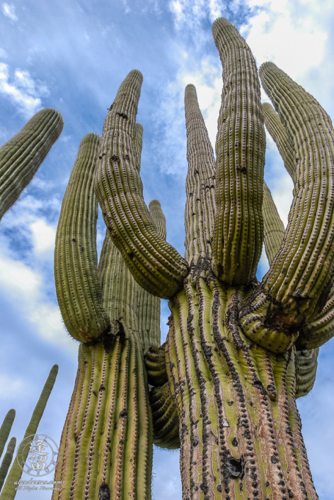 The perspective one sees when looking up at the sky while standing beneath a full-grown Saguaro (Carnegiea gigantea) cactus.