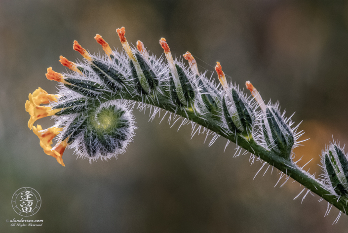 Fiddleneck (Amsinckia) wildflower unfurling.