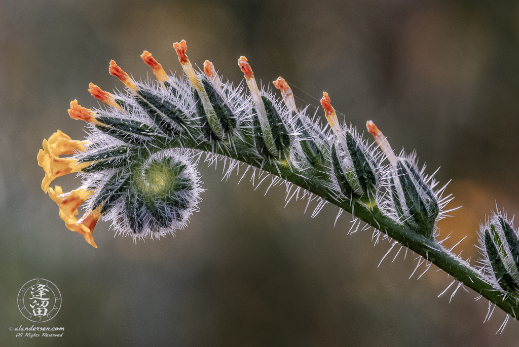 Fiddleneck (Amsinckia) wildflower unfurling.