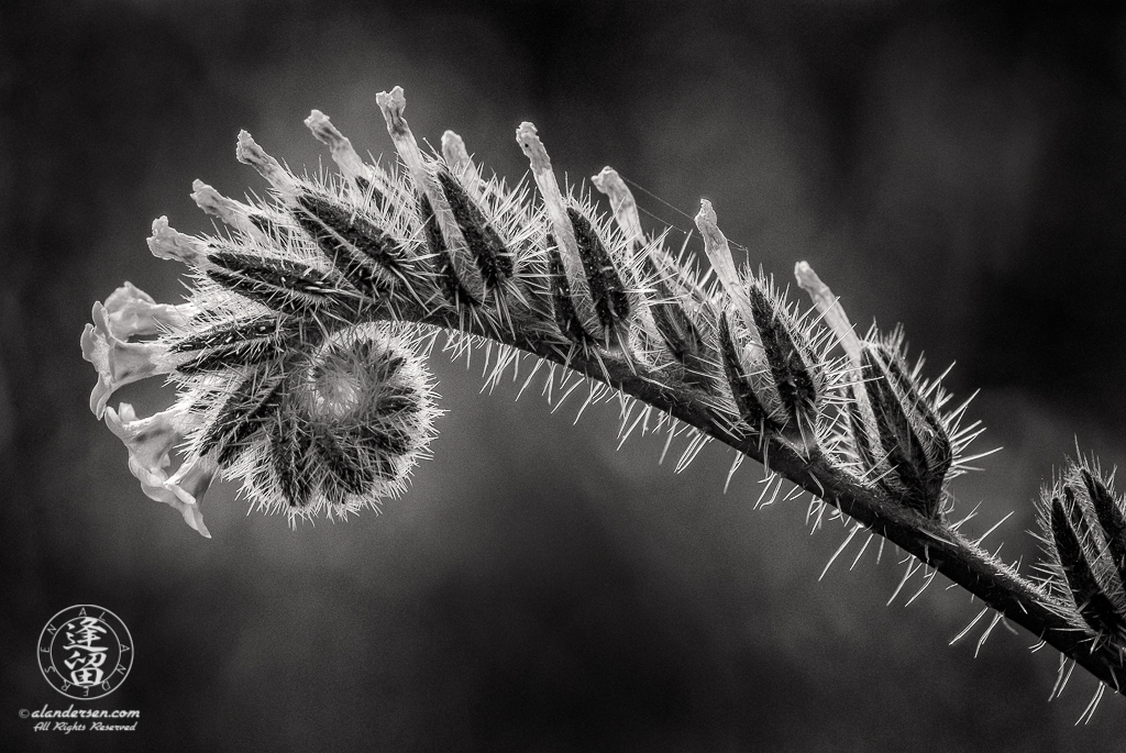 Fiddleneck (Amsinckia) wildflower unfurling, in black & white.