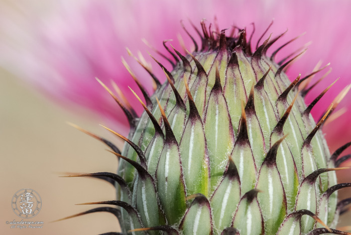 Unfurled flower head of a thistle (Cirsium neomexicanum).